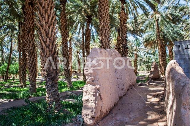 View of Oasis Heritage Trail in Saudi Arabia AlUla covered by date trees on a sunny day.