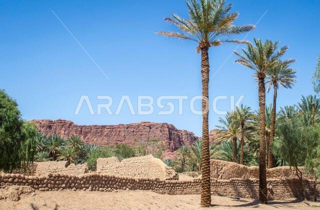 View of in Saudi Arabia AlUla Oasis Heritage Trail with date trees and rock mountains on a sunny day. View of in Saudi Arabia AlUla Oasis Heritage Trail with date trees and rock mountains on a sunny day.