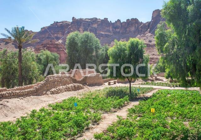 منظر لمسار التراث في واحة العلا بالمملكة العربية السعودية، حيث تحيط بها الأشجار والجبال الصخرية في يوم مشمس.