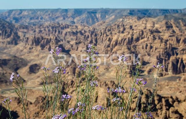 View of wild flowers with blurred rock mountains at Alula Saudi Arabia in a sunny day