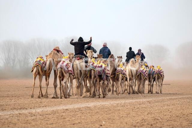 سباق الجمال التقليدي في الشحانية بقطر، حيث يتم استخدام الروبوتات بدلاً من الفارس.