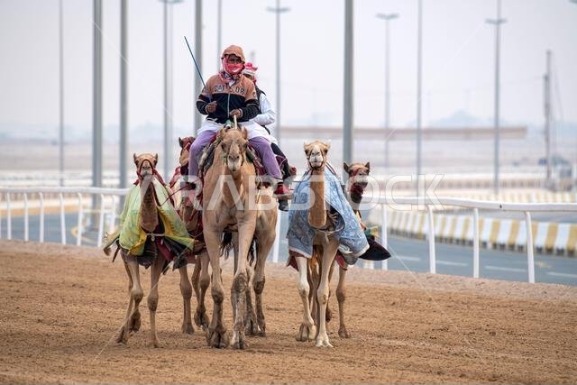 Traditional camel dromedary race of Ash-Shahaniyah in Qatar with robots instead of jockey. Traditional camel dromedary race of Ash-Shahaniyah in Qatar with robots instead of jockey.