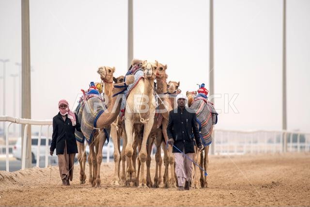 Traditional camel dromedary race of Ash-Shahaniyah in Qatar with robots instead of jockey. Traditional camel dromedary race of Ash-Shahaniyah in Qatar with robots instead of jockey.