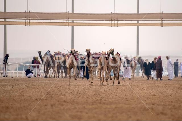 سباق الجمال التقليدي في الشحانية بقطر، حيث يتم استخدام الروبوتات بدلاً من الفارس.