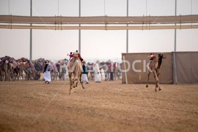 Traditional camel dromedary race of Ash-Shahaniyah in Qatar with robots instead of jockey.