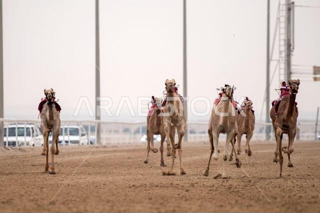 سباق الجمال التقليدي في الشحانية بقطر، حيث يتم استخدام الروبوتات بدلاً من الفارس.