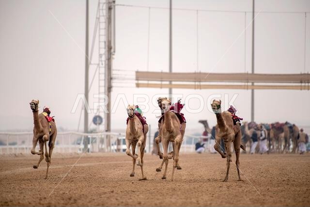Traditional camel dromedary race of Ash-Shahaniyah in Qatar with robots instead of jockey.