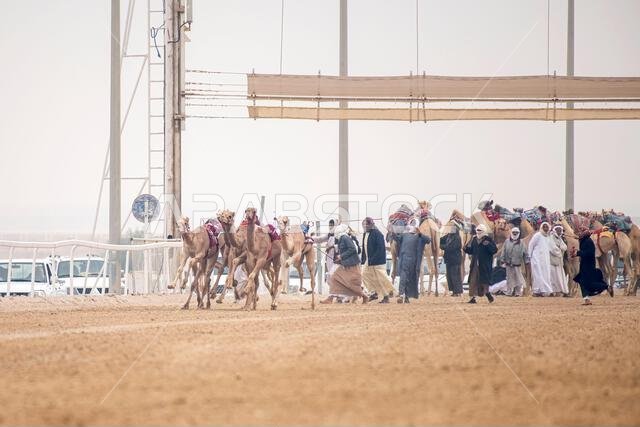 Traditional camel dromedary race of Ash-Shahaniyah in Qatar with robots instead of jockey. Traditional camel dromedary race of Ash-Shahaniyah in Qatar with robots instead of jockey.
