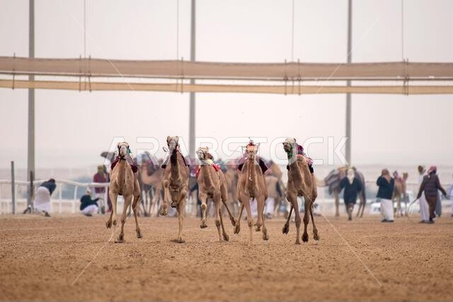 Traditional camel dromedary race of Ash-Shahaniyah in Qatar with robots instead of jockey.