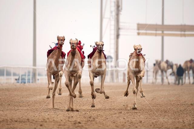 سباق الجمال التقليدي في الشحانية بقطر، حيث يتم استخدام الروبوتات بدلاً من الفارس. سباق الجمال التقليدي في الشحانية بقطر، حيث يتم استخدام الروبوتات بدلاً من الفارس.