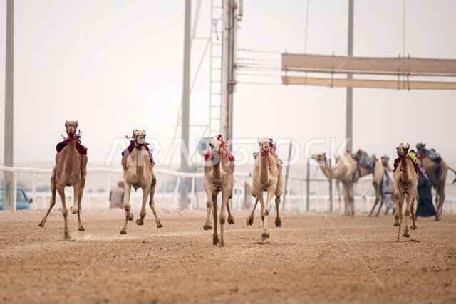 سباق الجمال التقليدي في الشحانية بقطر، حيث يتم استخدام الروبوتات بدلاً من الفارس.