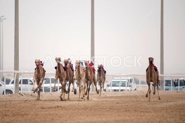 Traditional camel dromedary race of Ash-Shahaniyah in Qatar with robots instead of jockey. Traditional camel dromedary race of Ash-Shahaniyah in Qatar with robots instead of jockey.