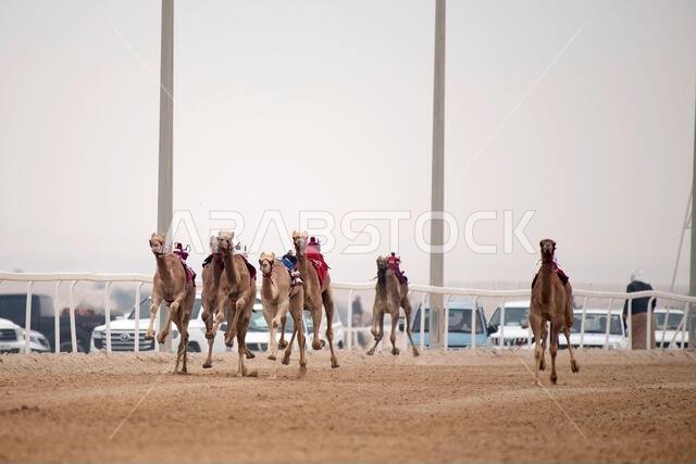 Traditional camel dromedary race of Ash-Shahaniyah in Qatar with robots instead of jockey.