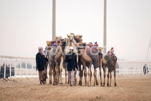 Traditional camel dromedary race of Ash-Shahaniyah in Qatar with robots instead of jockey.