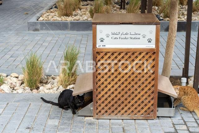 في حي البلد التاريخي بجدة، بالمملكة العربية السعودية، توفر محطة مخصصة لإطعام القطط الطعام والرعاية للقطط المقيمة. في حي البلد التاريخي بجدة، بالمملكة العربية السعودية، توفر محطة مخصصة لإطعام القطط الطعام والرعاية للقطط المقيمة.