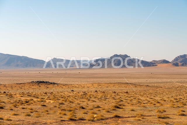 استمتع بالقيادة على الطريق الخلاب بين الرياض والعلا، مروراً بمناظر طبيعية من الصحراء الرملية والتكوينات الصخرية والجبال، في المملكة العربية السعودية.