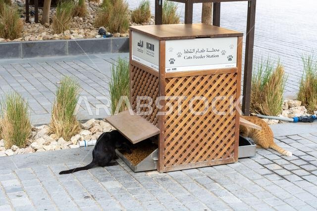 In the historic Al Balad district of Jeddah, in Saudi Arabia, a dedicated cat feeder station provides food and care for the feline residents