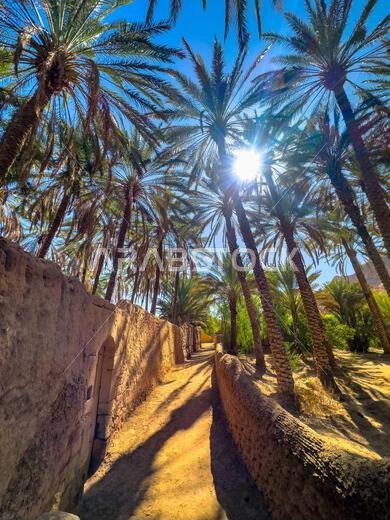 يؤدي ممر صغير عبر واحة العلا، المحاطة بأشجار النخيل.