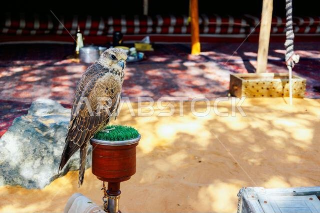 صقر عربي يجلس على مجثمه في فناء مبنى سكني، دبي، الإمارات العربية المتحدة. صورة عالية الجودة