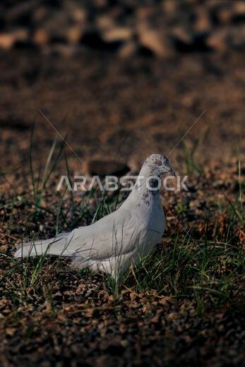 Albino rock pigeon Columba Livia walking across sandy ground near the Red Sea coast in Saudi Arabia captured in soft golden light just before sunset Albino rock pigeon Columba Livia walking across sandy ground near the Red Sea coast in Saudi Arabia captured in soft golden light just before sunset