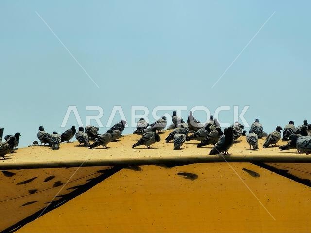 Makkah Pigeons, distinguished by the beauty of its shape, colors, long neck and the distinctive colors that surround its neck, and the eyes drawn, sel