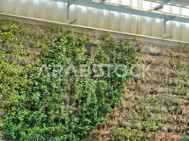 Green wall living vertical garden in the grand mosque of Makkah next to Mist fans and water mist columns, the plants grown vertically, on the sides of Green wall living vertical garden in the grand mosque of Makkah next to Mist fans and water mist columns, the plants grown vertically, on the sides of
