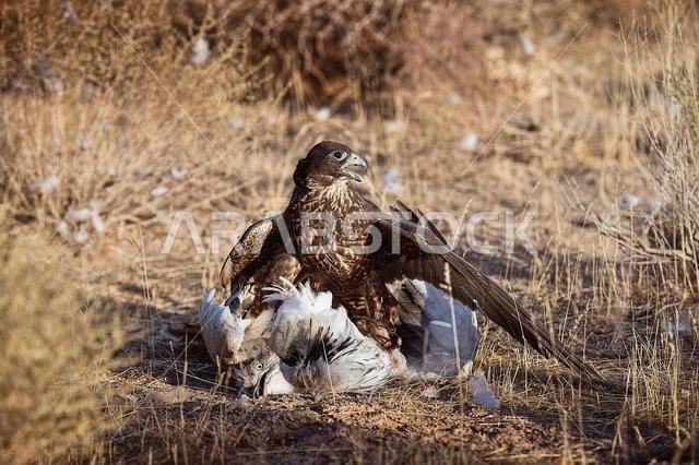 Peregrine falcon (Falco peregrinus) with its Prey. Peregrine falcon Hunting.