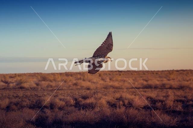 A falcon during a falconry training in the desert in Riyadh, Saudi Arabia.