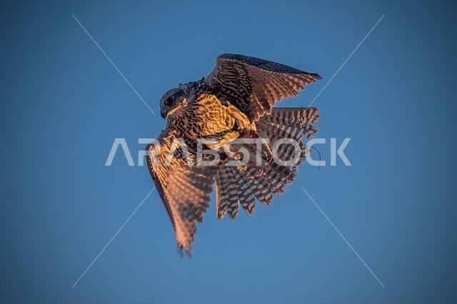 A falcon during a falconry training in the desert in Riyadh, Saudi Arabia.