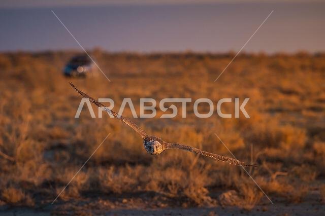 A falcon during a falconry training in the desert in Riyadh, Saudi Arabia.