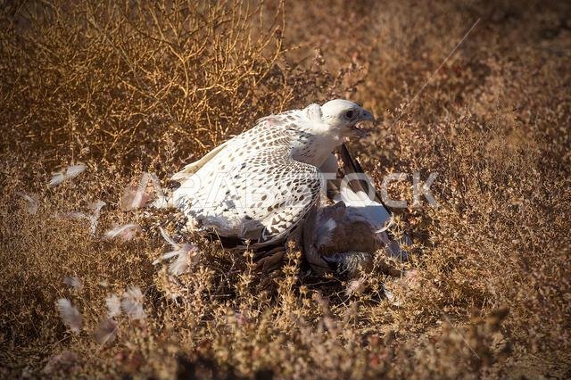 صقر شاهين (Falco peregrinus) مع فريسته. صقر شاهين يصطاد. صقر شاهين (Falco peregrinus) مع فريسته. صقر شاهين يصطاد.