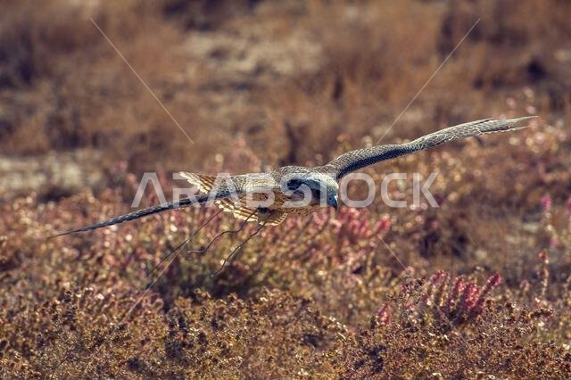 Falcon during a falconry training. Saudi Arabia