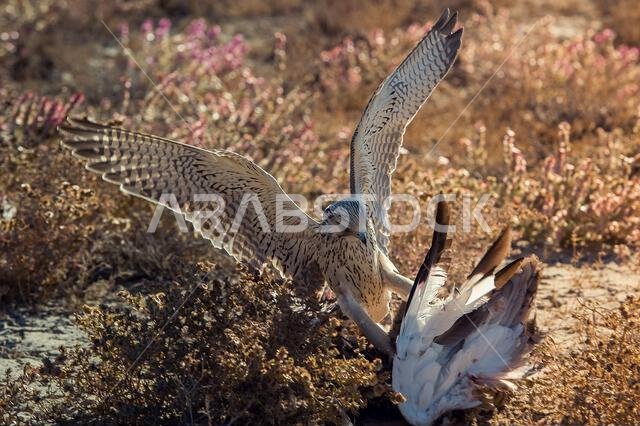 صقر شاهين (Falco peregrinus) مع فريسته. صقر شاهين يصطاد.