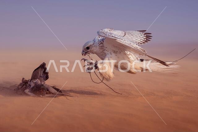 A falcon during a falconry training in the desert in Riyadh, Saudi Arabia.