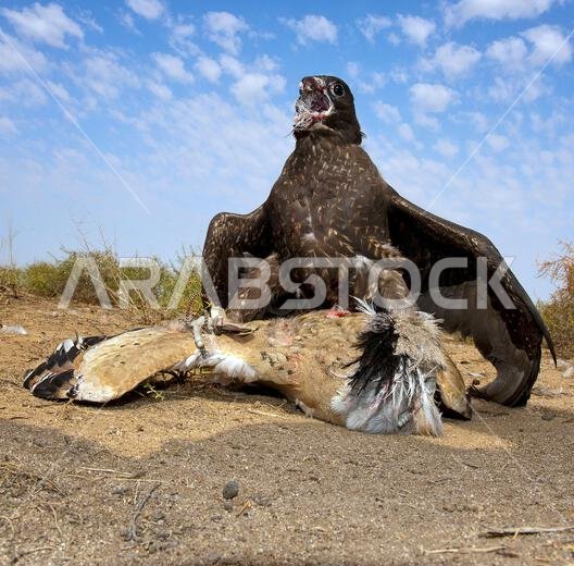 صقر شاهين (Falco peregrinus) مع فريسته. صقر شاهين يصطاد.