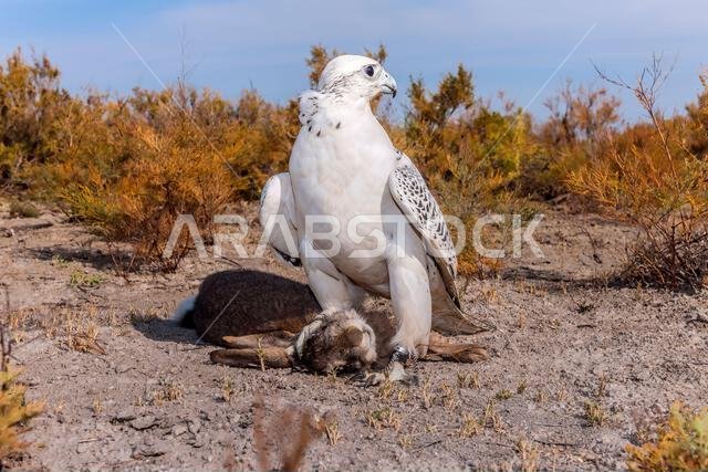صقر شاهين (Falco peregrinus) مع فريسته. صقر شاهين يصطاد.