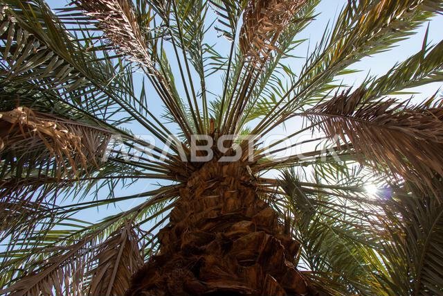 صورة مقربة لشجرة نخيل التمر على خلفية سماء زرقاء.