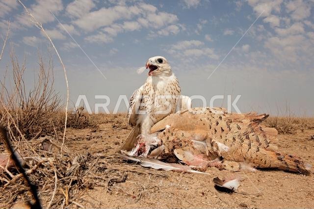 صقر شاهين (Falco peregrinus) مع فريسته. صقر شاهين يصطاد. صقر شاهين (Falco peregrinus) مع فريسته. صقر شاهين يصطاد.