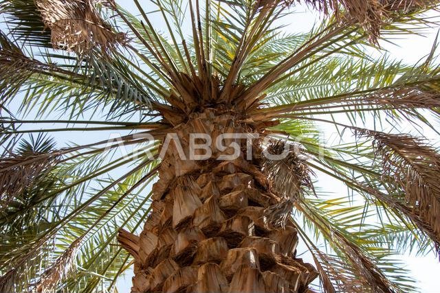 صورة مقربة لشجرة نخيل التمر على خلفية سماء زرقاء.