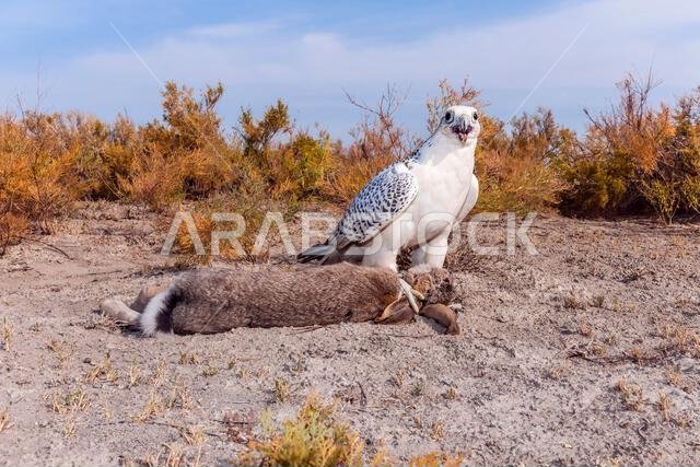 صقر شاهين (Falco peregrinus) مع فريسته. صقر شاهين يصطاد.