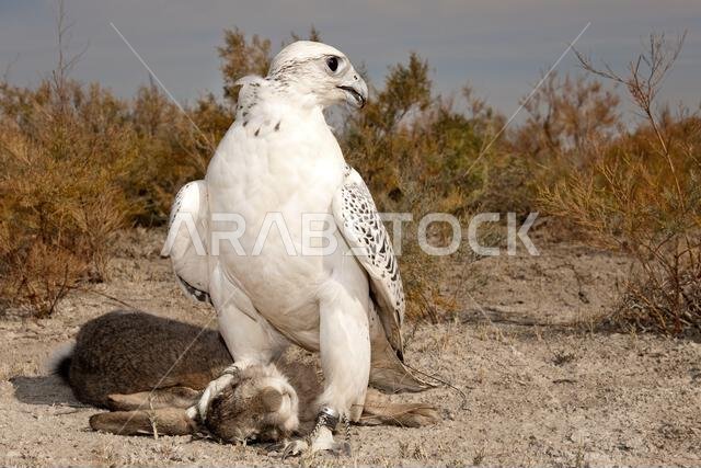 صقر شاهين (Falco peregrinus) مع فريسته. صقر شاهين يصطاد.