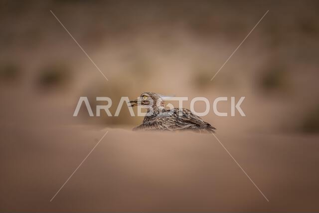 طائر الحبارى الآسيوي، المعروف أيضاً باسم حبارى ماكوين، هو طائر كبير من فصيلة الحبارى. موطنه الأصلي مناطق الصحراء والسهوب في آسيا. طائر الحبارى الآسيوي، المعروف أيضاً باسم حبارى ماكوين، هو طائر كبير من فصيلة الحبارى. موطنه الأصلي مناطق الصحراء والسهوب في آسيا.