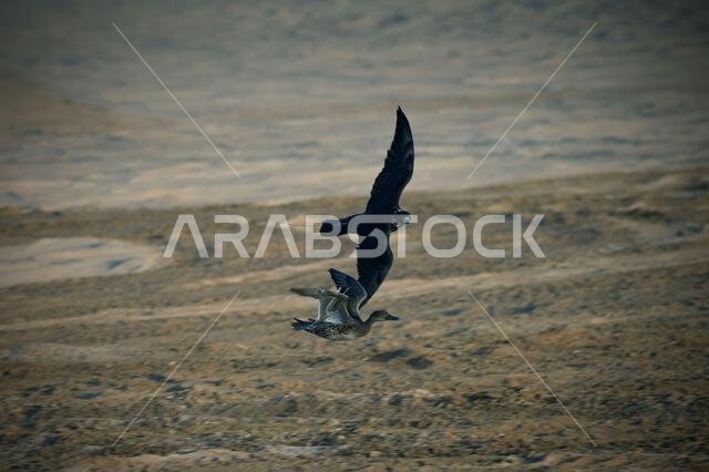 A falcon during a falconry training in the desert in Riyadh, Saudi Arabia.