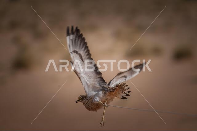طائر الحبارى الآسيوي، المعروف أيضاً باسم حبارى ماكوين، هو طائر كبير من فصيلة الحبارى. موطنه الأصلي مناطق الصحراء والسهوب في آسيا.