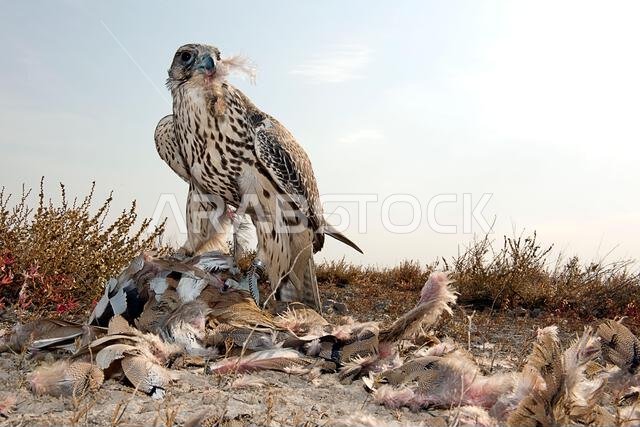 Peregrine falcon (Falco peregrinus) with its Prey. Peregrine falcon Hunting.