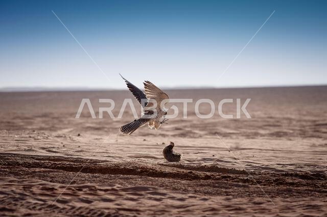 A falcon during a falconry training in the desert in Riyadh, Saudi Arabia.