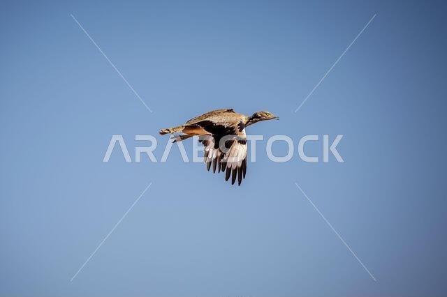 طائر الحبارى الآسيوي، المعروف أيضاً باسم حبارى ماكوين، هو طائر كبير من فصيلة الحبارى. موطنه الأصلي مناطق الصحراء والسهوب في آسيا.