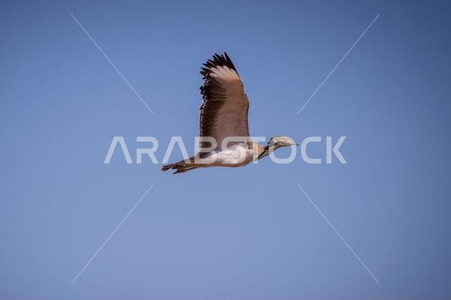 The Asian houbara, also known as MacQueen's bustard, is a large bird in the bustard family. It is native to the desert and steppe regions of Asia