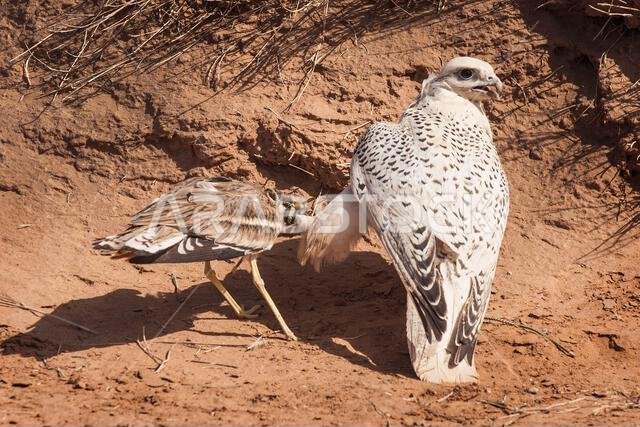 صقر شاهين (Falco peregrinus) مع فريسته. صقر شاهين يصطاد.