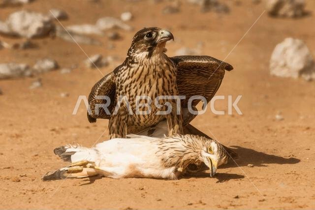 صقر شاهين (Falco peregrinus) مع فريسته. صقر شاهين يصطاد.